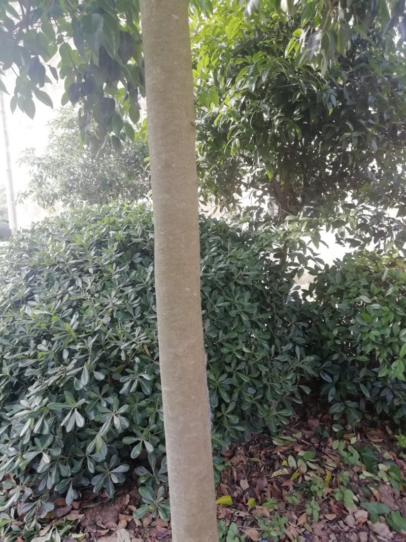 湖北孝感，大叶女贞一千棵，品质优良，价格优惠。