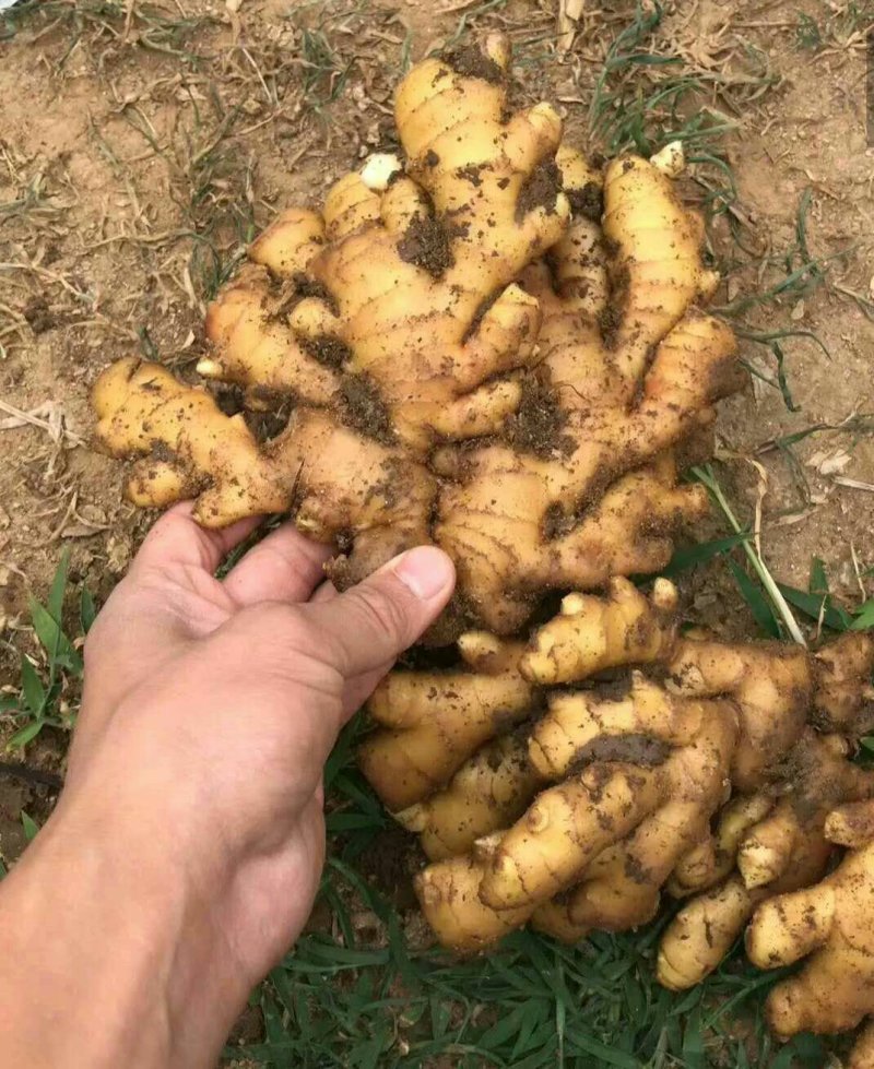 陕西【368高产王姜种】抗病毒，亩产过万，专业技术指导
