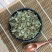 鸡骨草黄头草、黄仔强、大黄草、猪腰草鸡骨草