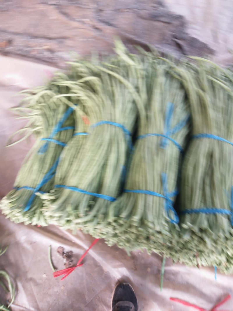 豆角大量供应欢迎考察参观诚信代办欢迎广大朋友和我在一亩田