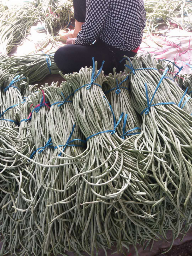 豆角大量供应欢迎考察参观诚信代办欢迎广大朋友和我在一亩田