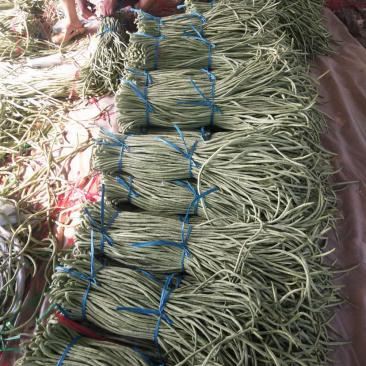 豆角大量供应欢迎考察参观诚信代办欢迎广大朋友和我在一亩田