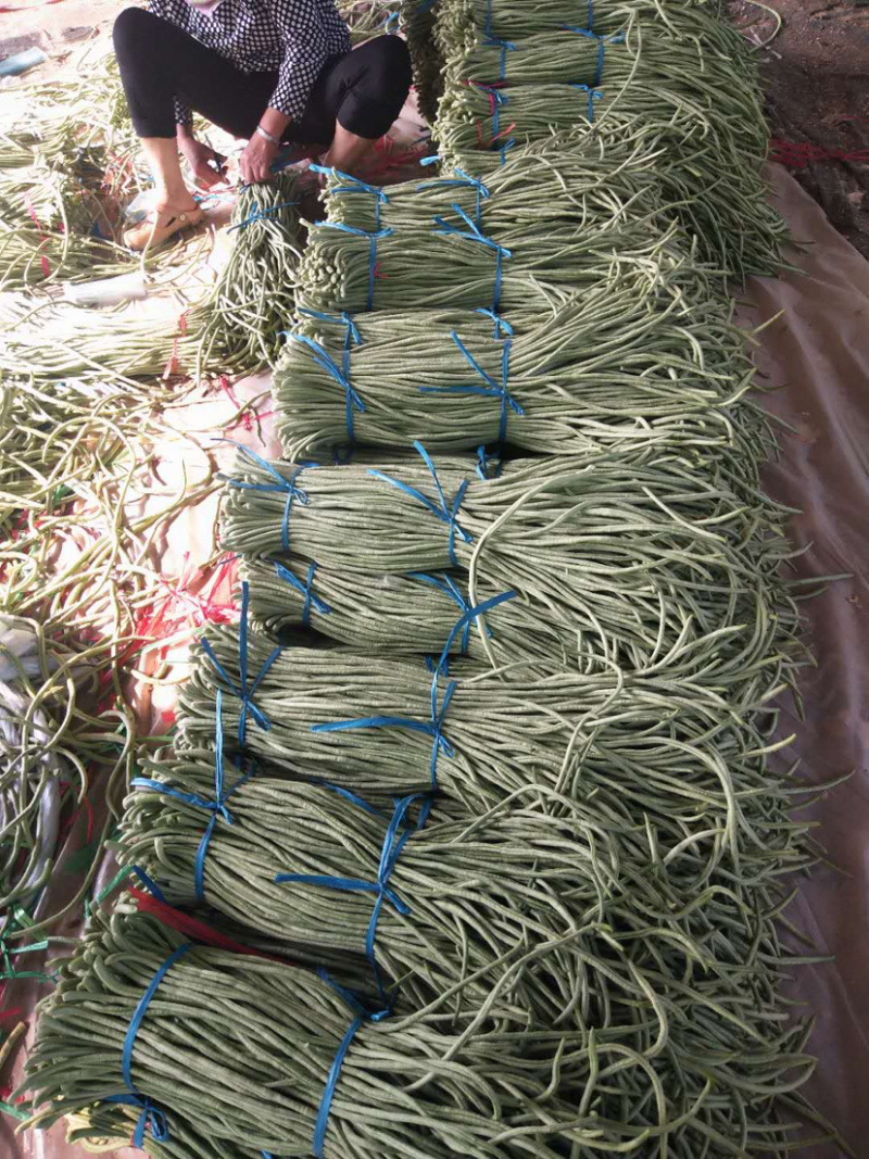 豆角大量供应欢迎考察参观诚信代办欢迎广大朋友和我在一亩田