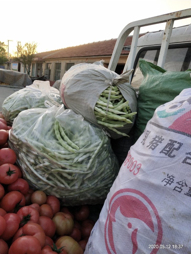 精品芸豆天天有货欢迎下单