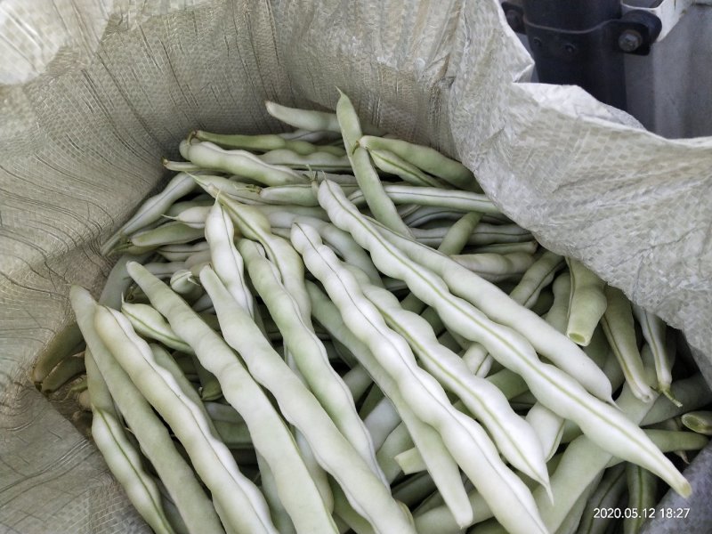 精品芸豆天天有货欢迎下单