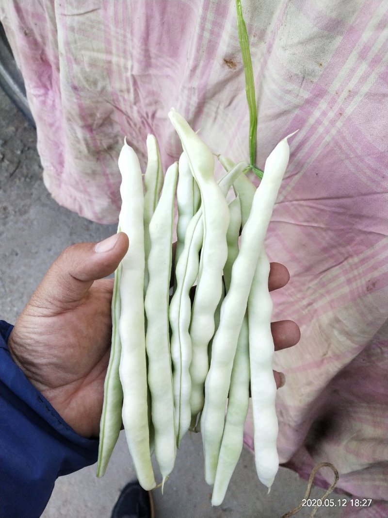 精品芸豆天天有货欢迎下单