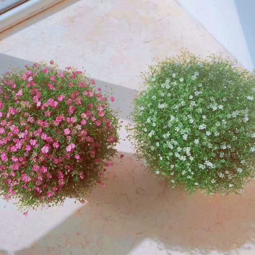 满天星盆栽花卉绿植四季开花室内阳台带花苞