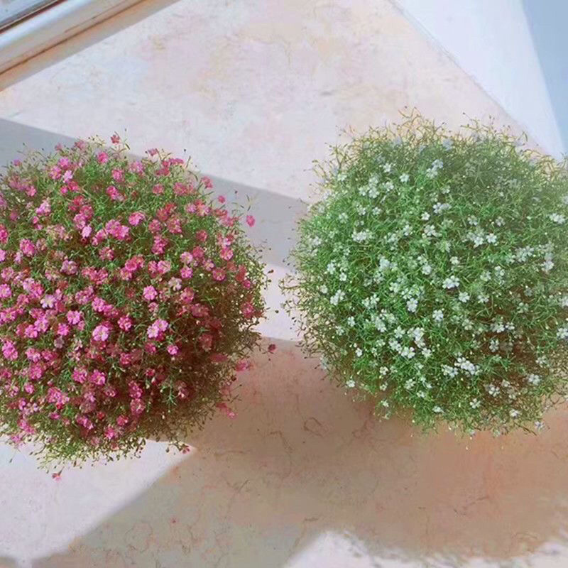 满天星盆栽花卉绿植四季开花室内阳台带花苞