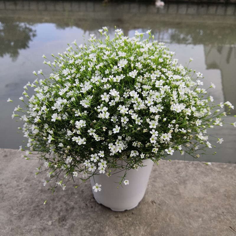 满天星盆栽花卉绿植四季开花室内阳台带花苞
