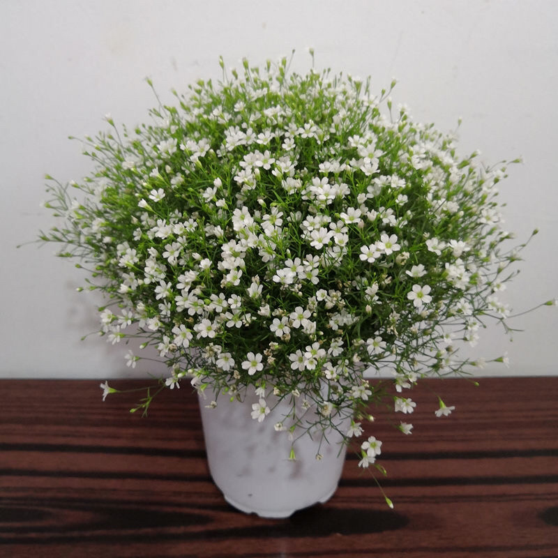满天星盆栽花卉绿植四季开花室内阳台带花苞