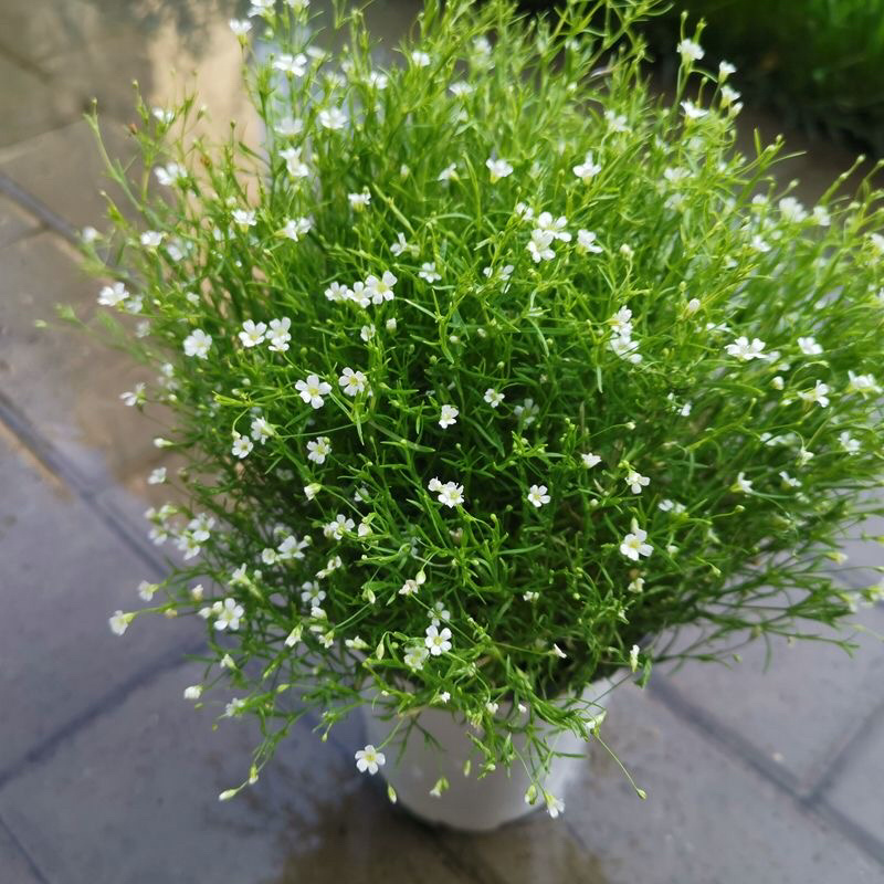 满天星盆栽花卉绿植四季开花室内阳台带花苞