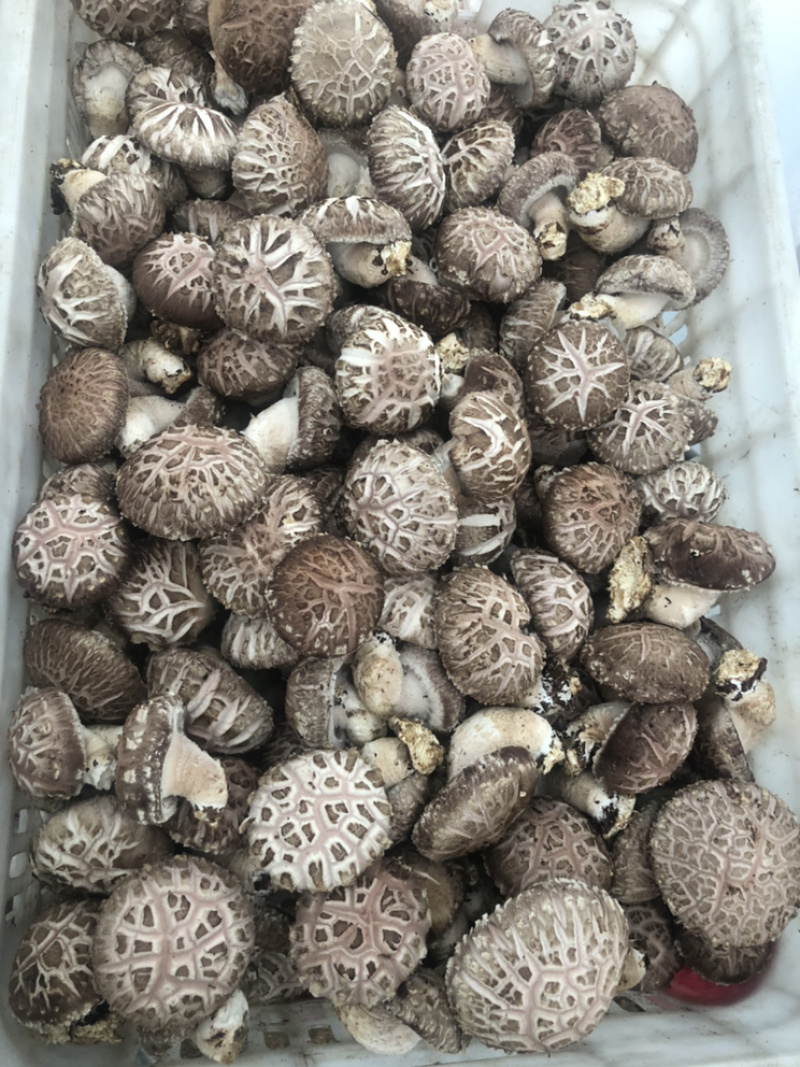 鲜香菇