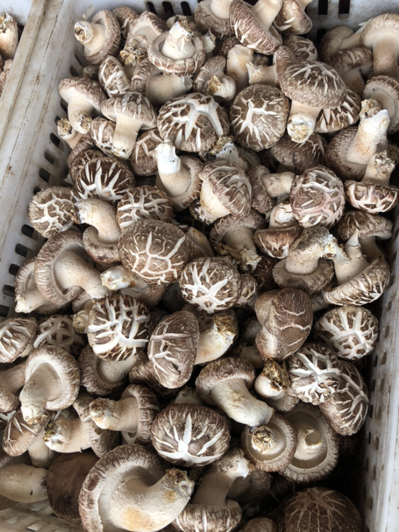 鲜香菇