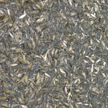 珠江草鱼苗