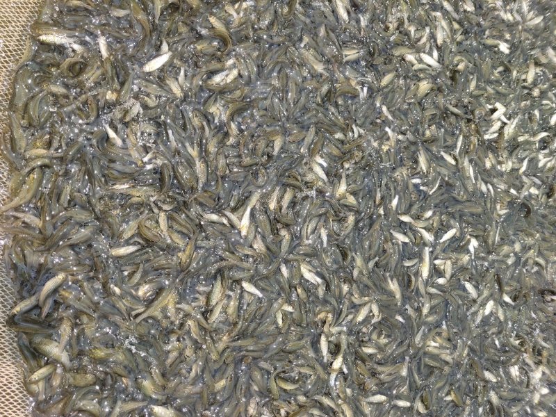 珠江草鱼苗