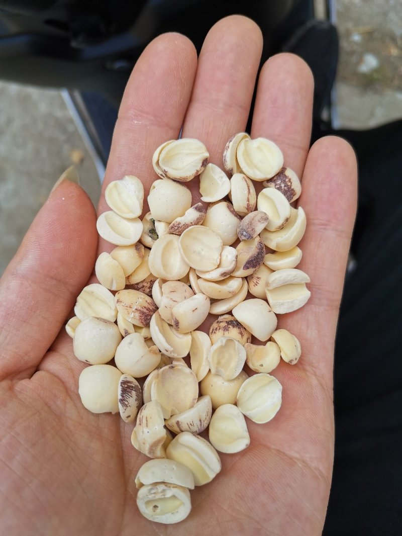酿酒湘莲半莲碎莲酿酒粒莲出酒率高量大从优