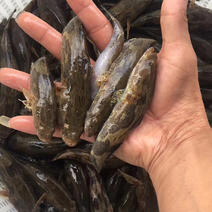 泰国笋壳鱼苗，品种优良抗病强生长快