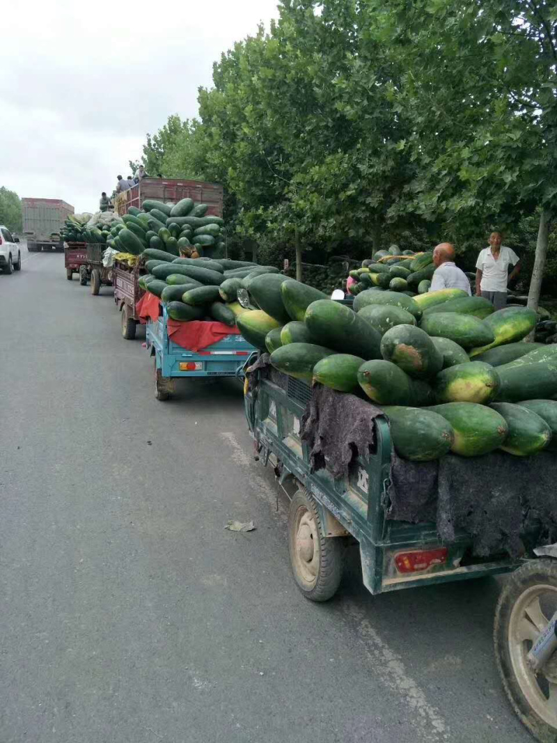 【推荐】河南中牟黑皮冬瓜产地直发量大质量保证诚信代发