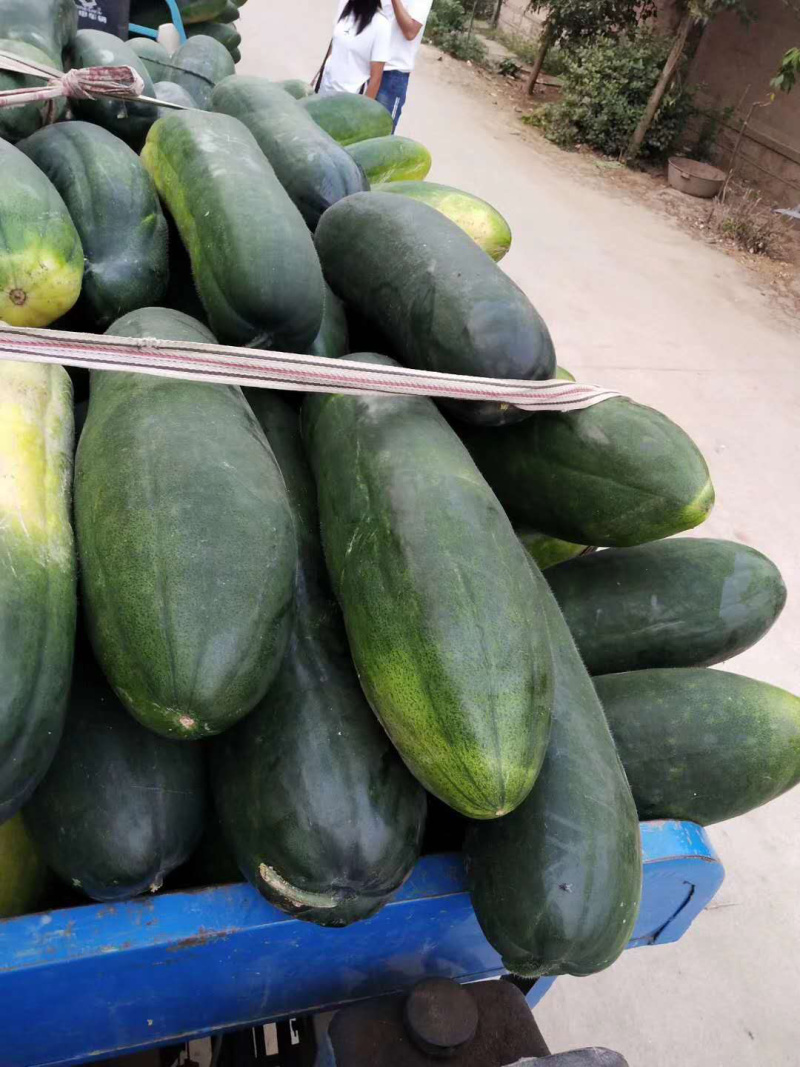 【推荐】河南中牟黑皮冬瓜产地直发量大质量保证诚信代发