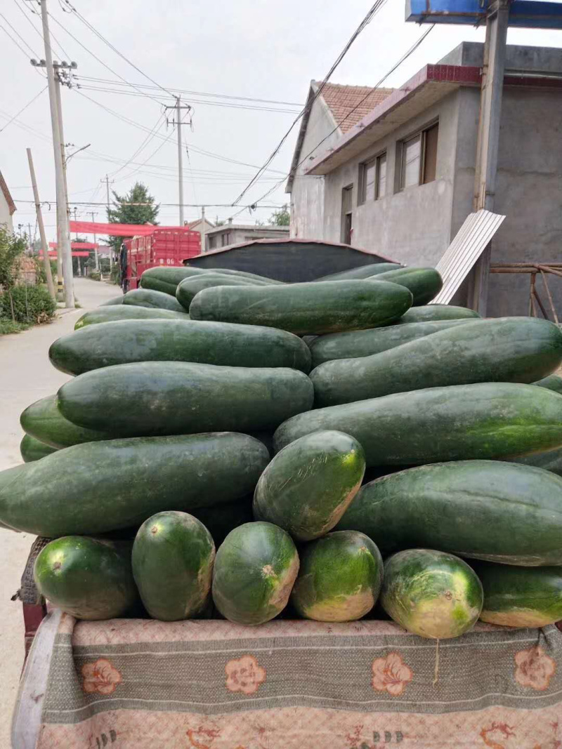 【推荐】河南中牟黑皮冬瓜产地直发量大质量保证诚信代发