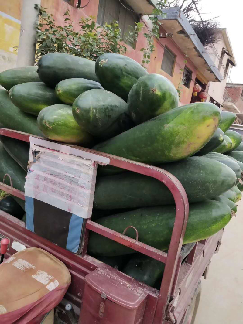 【推荐】河南中牟黑皮冬瓜产地直发量大质量保证诚信代发