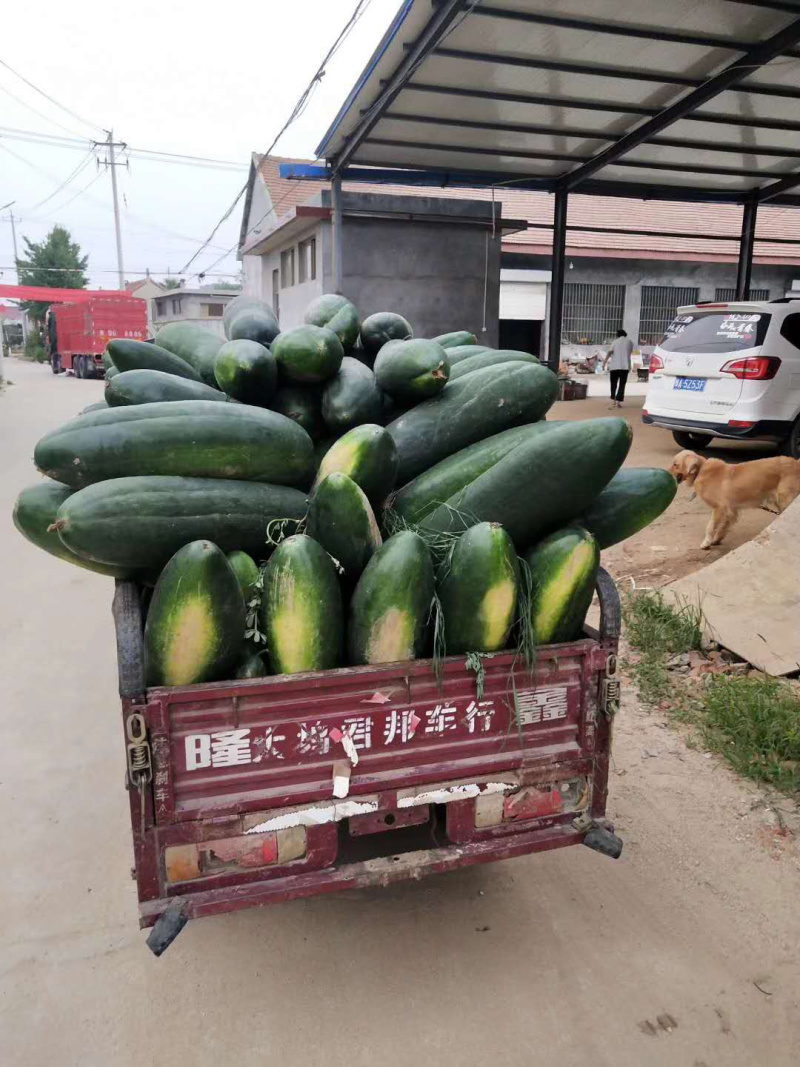 【推荐】河南中牟黑皮冬瓜产地直发量大质量保证诚信代发