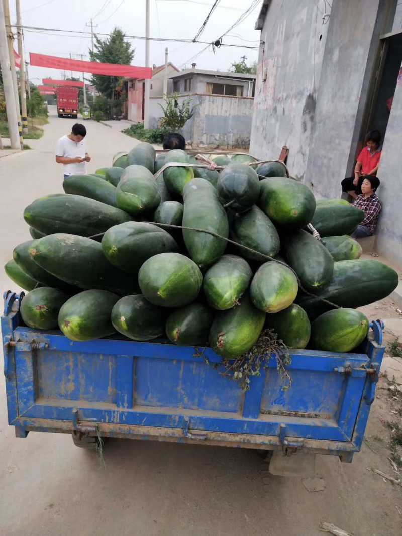 【推荐】河南中牟黑皮冬瓜产地直发量大质量保证诚信代发