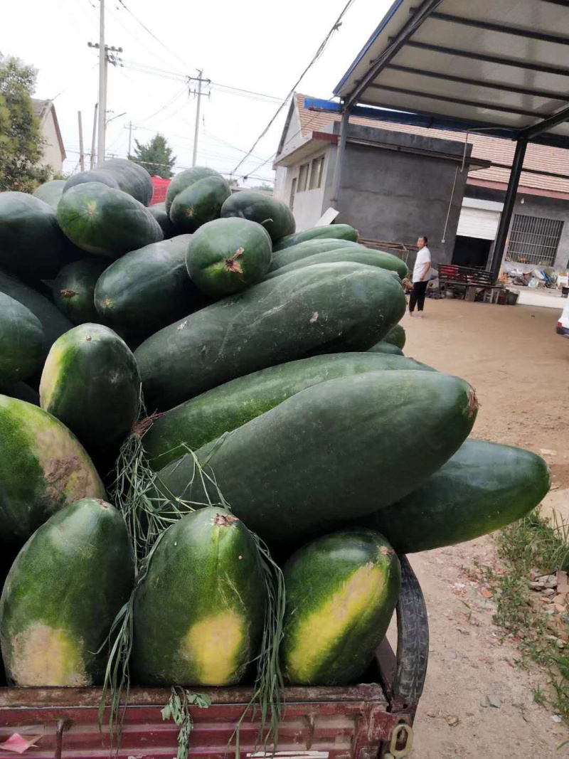 【推荐】河南中牟黑皮冬瓜产地直发量大质量保证诚信代发