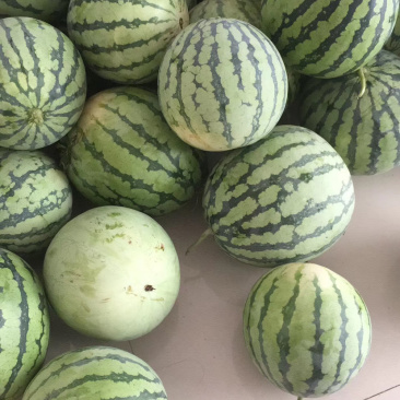 各种品类西瓜🍉