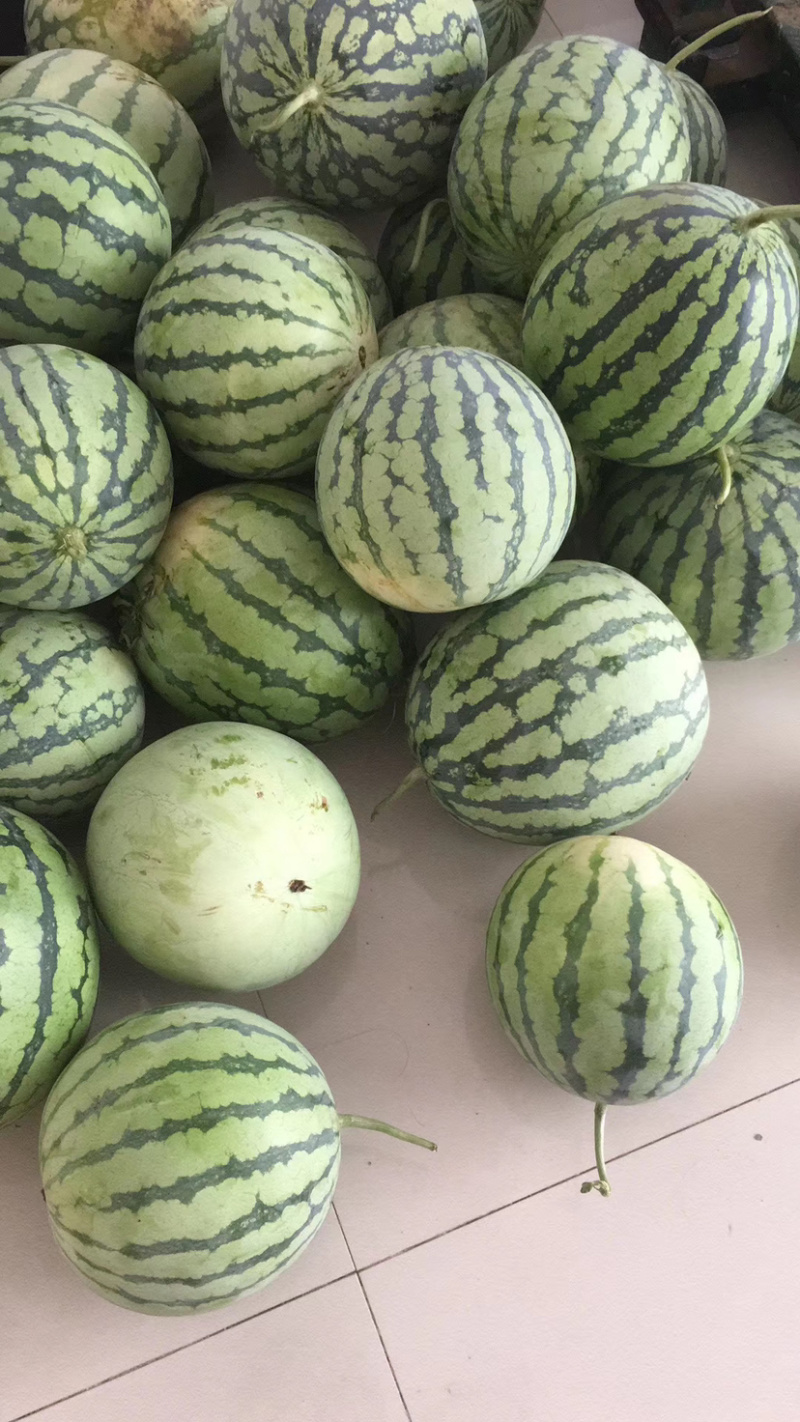 各种品类西瓜🍉