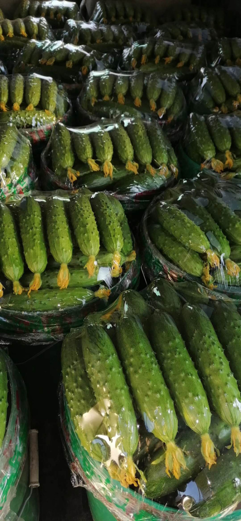 辽宁绥中旱黄瓜，鲜花带刺，量大常年有货，欢迎采购