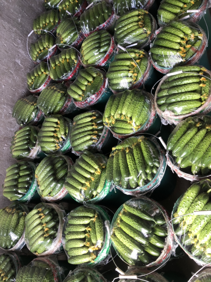 辽宁绥中旱黄瓜，鲜花带刺，量大常年有货，欢迎采购