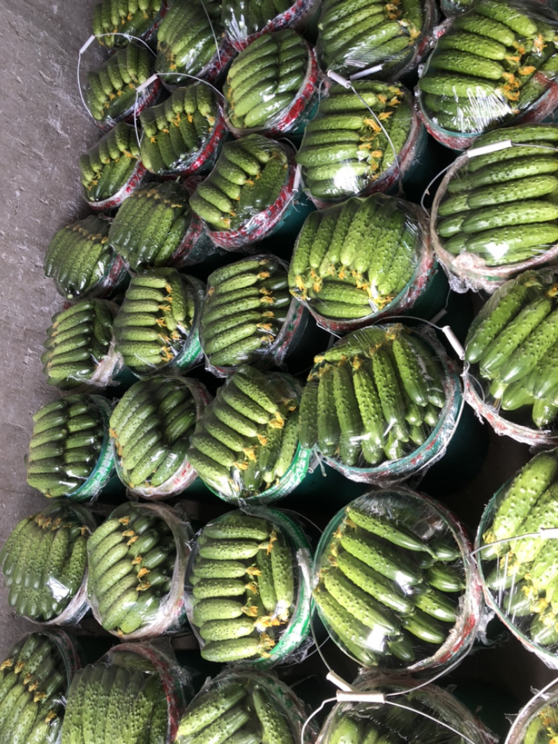 辽宁绥中旱黄瓜，鲜花带刺，量大常年有货，欢迎采购