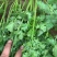 香菜【河南开封通许基地直供高质量高标准】