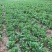 香菜【河南开封通许基地直供高质量高标准】
