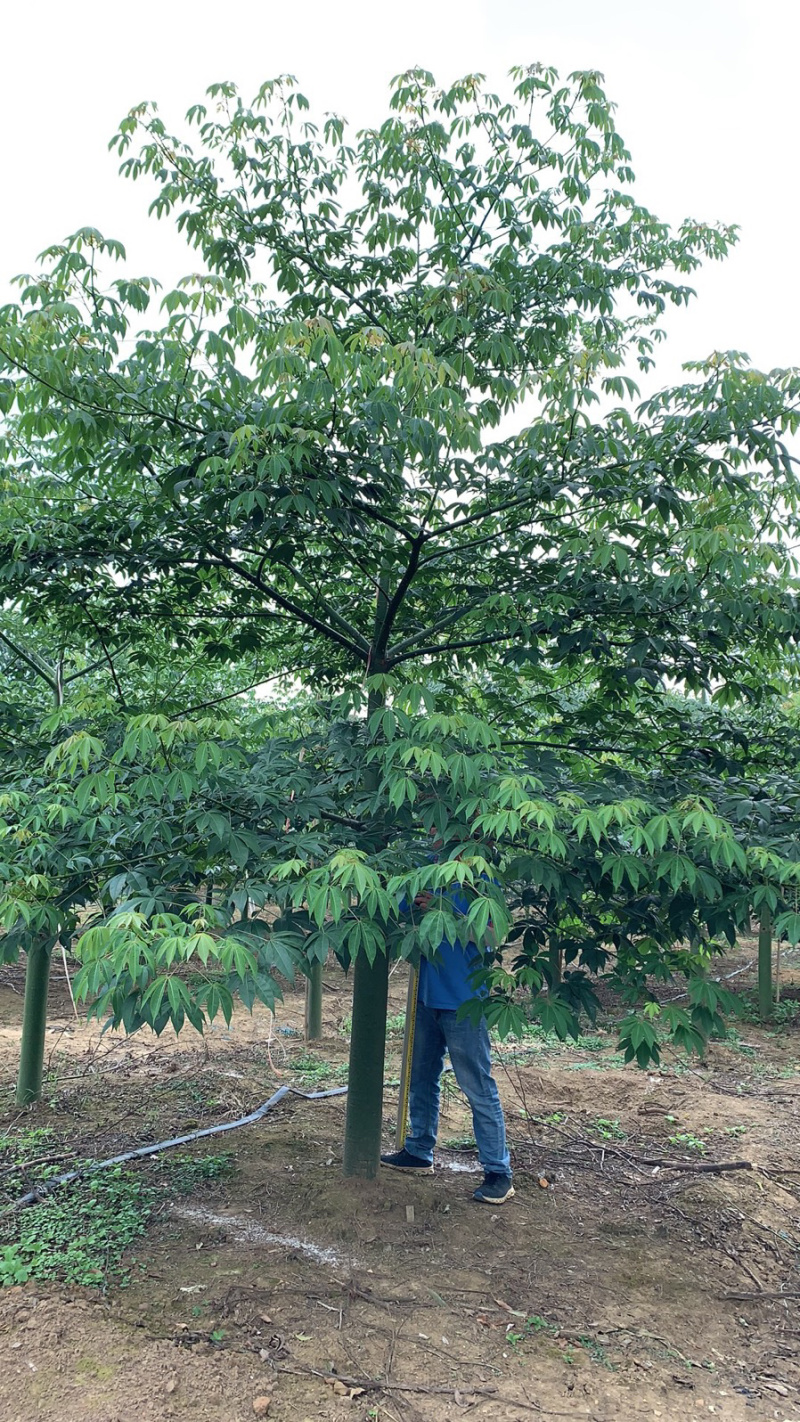 大椱木棉