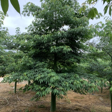 大椱木棉