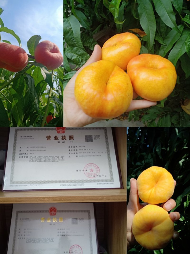 山东蒙阴黄蟠桃19新鲜采摘自家种植一件代发包邮包售后