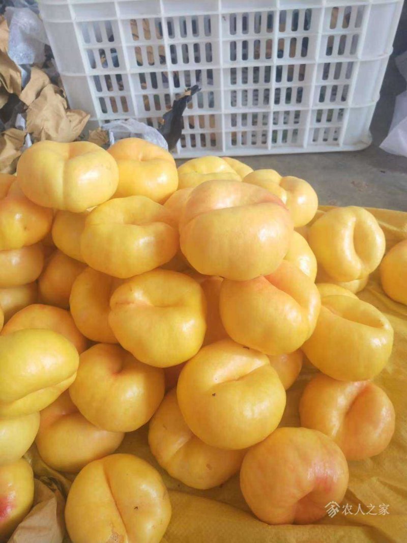 山东蒙阴黄蟠桃19新鲜采摘自家种植一件代发包邮包售后