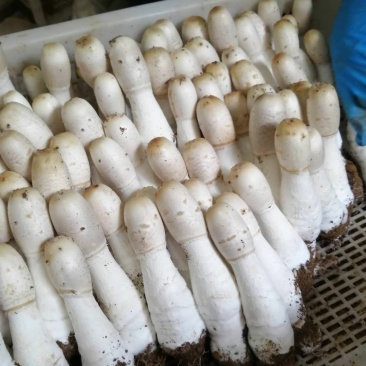 鸡腿菇。量大从优。质量有保障