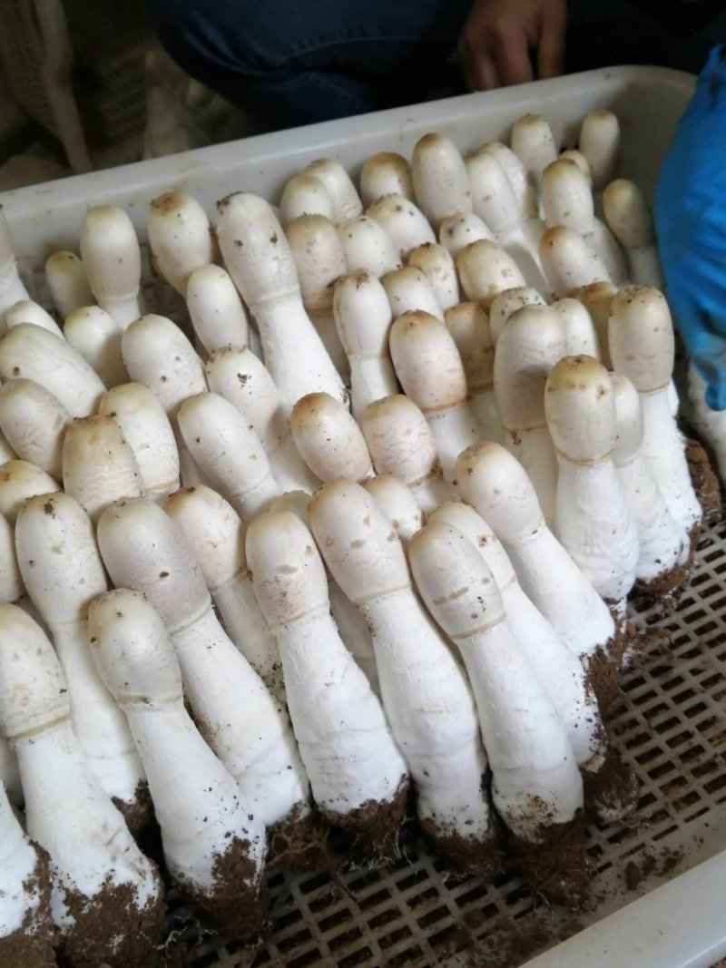 鸡腿菇。量大从优。质量有保障