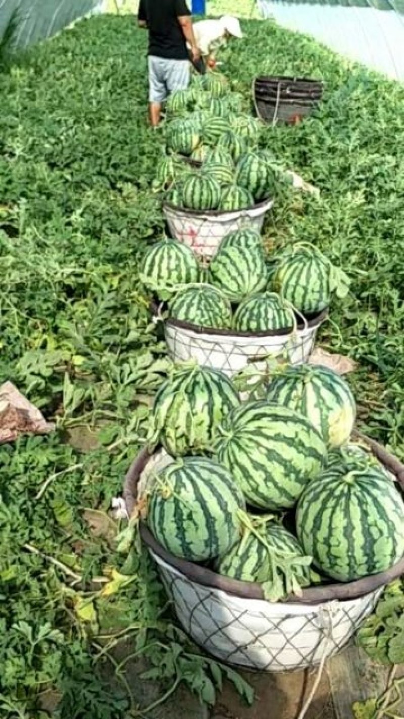 江苏南通大棚美都无籽西瓜