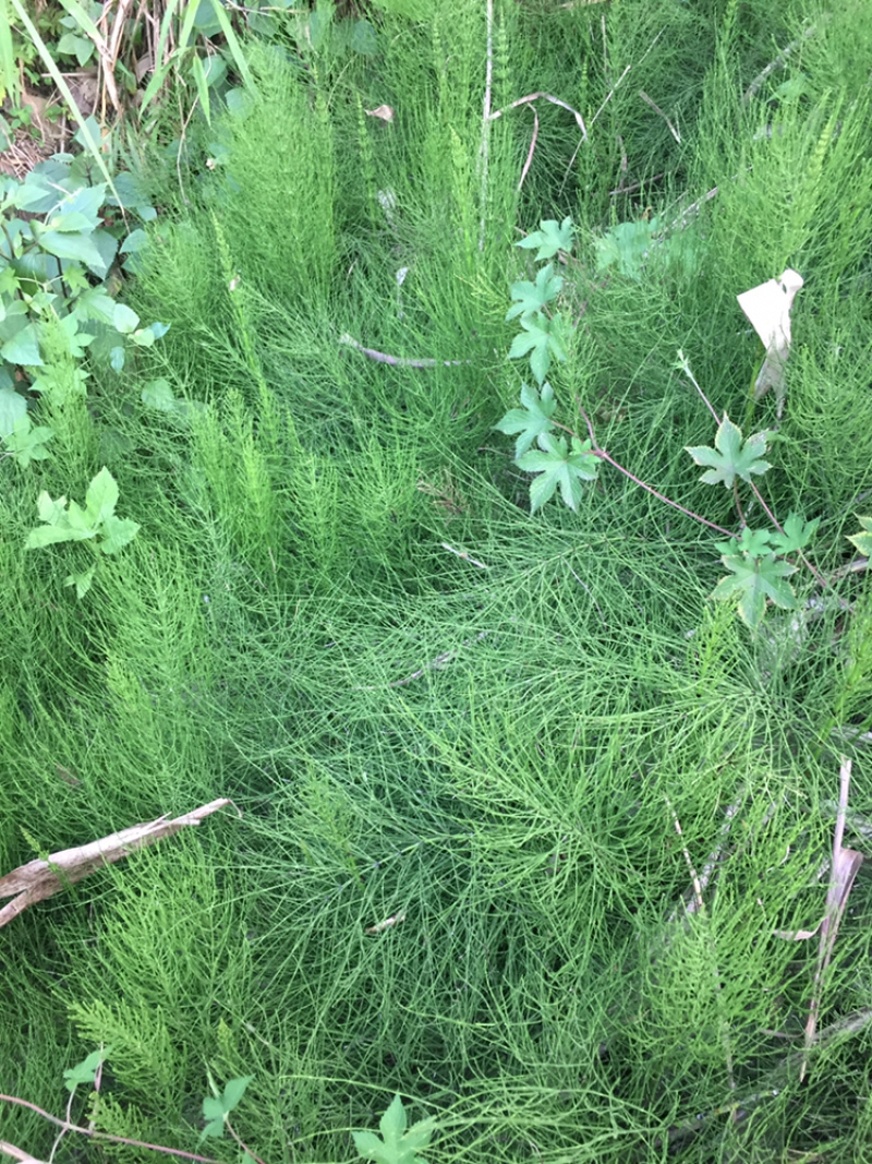 接骨草节节草野生干货包邮