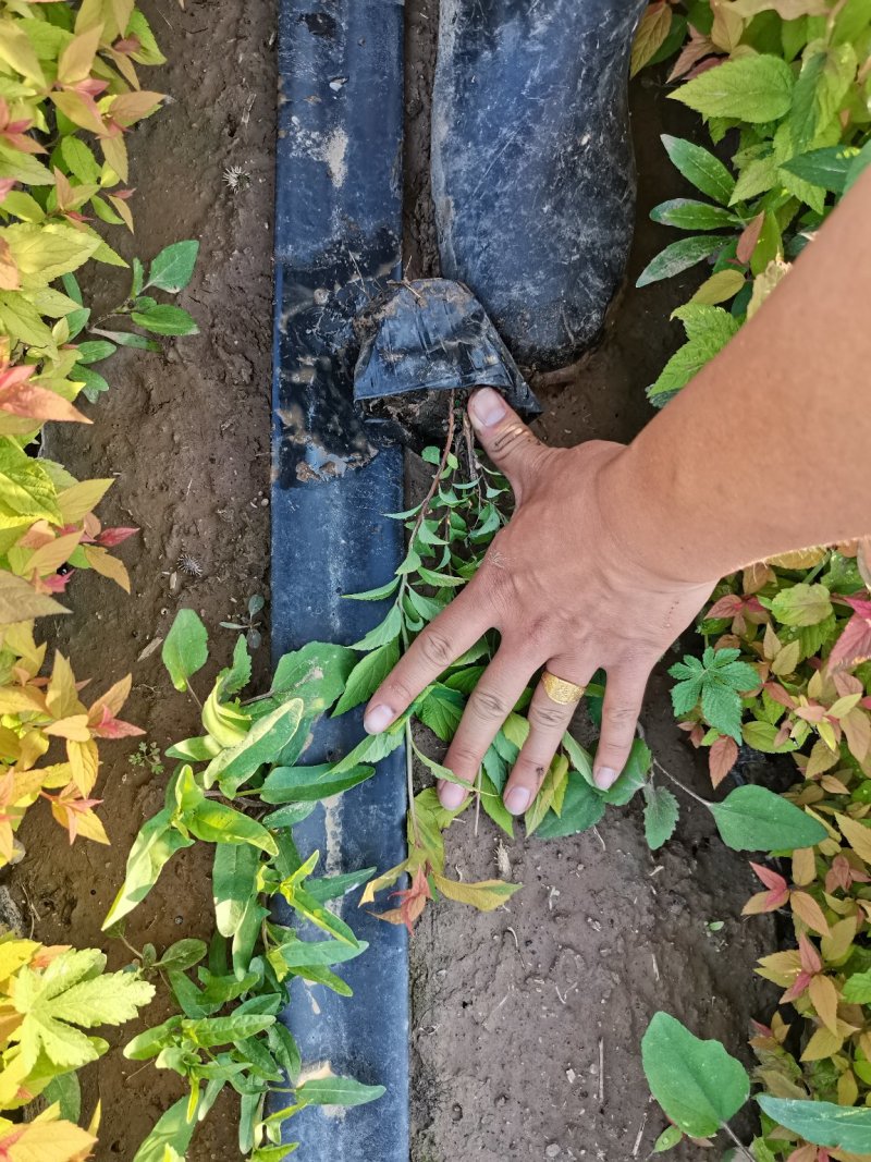 金焰绣线菊（本苗圃货源，欢迎新老客户致电咨询，）