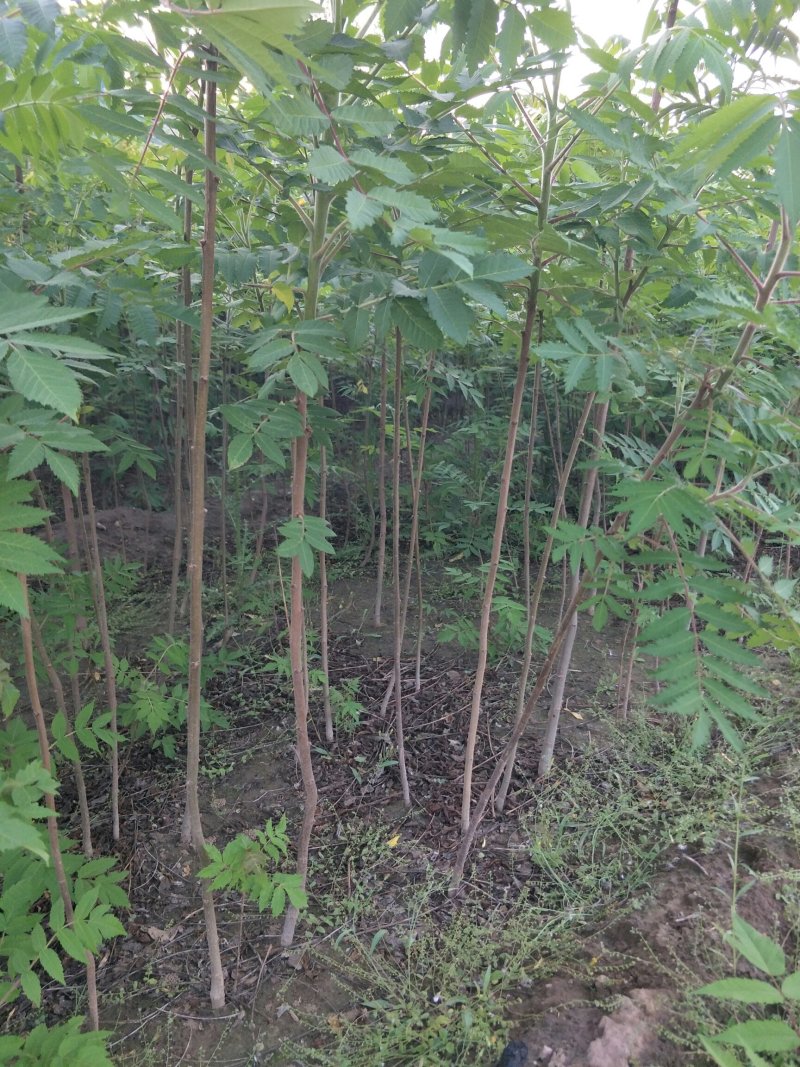 火炬树小苗，河北火炬树小苗，火炬树小苗批发，火炬苗价格