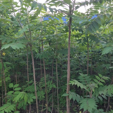 火炬树小苗，河北火炬树小苗，火炬树小苗批发，火炬苗价格