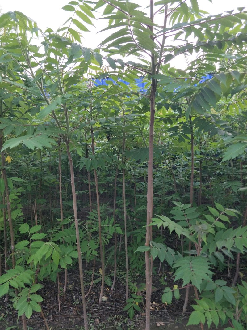 火炬树小苗，河北火炬树小苗，火炬树小苗批发，火炬苗价格