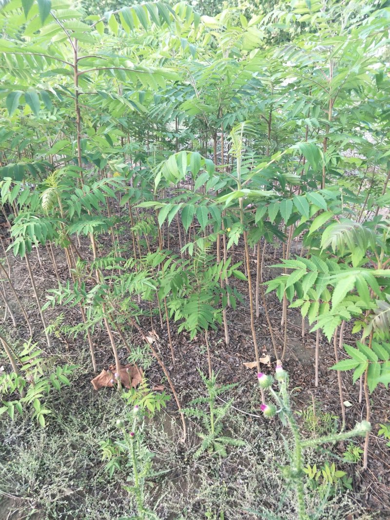 火炬树小苗，河北火炬树小苗，火炬树小苗批发，火炬苗价格