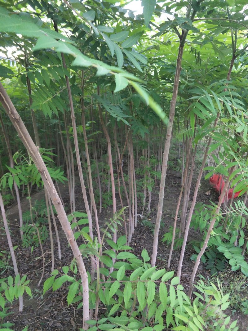 火炬树小苗，河北火炬树小苗，火炬树小苗批发，火炬苗价格