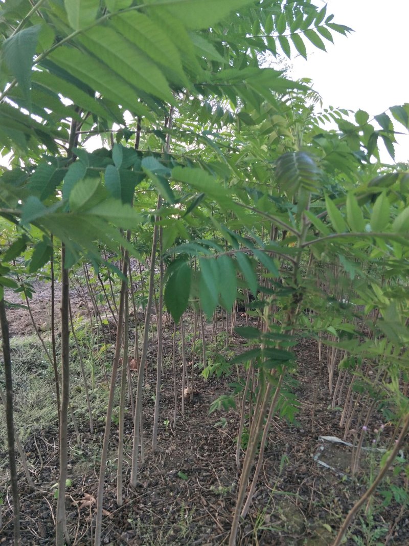 火炬树小苗，河北火炬树小苗，火炬树小苗批发，火炬苗价格